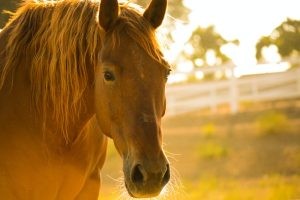 horseback-sea-horse-ranch-dominican
