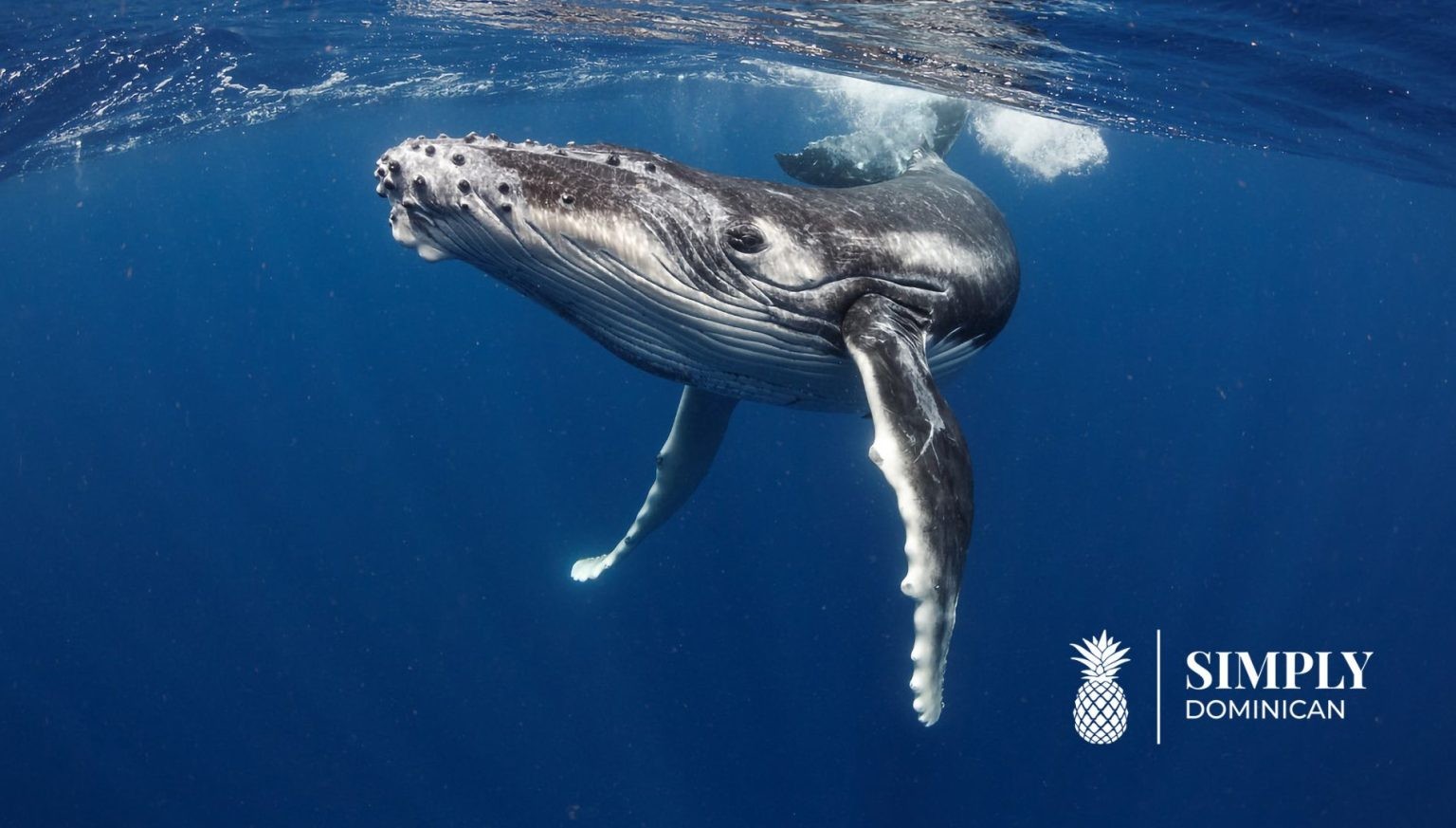 Wale beobachten-Samana-Dominikanische-Republik