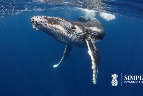 valaiden katselu-samana-dominikaaninen tasavalta