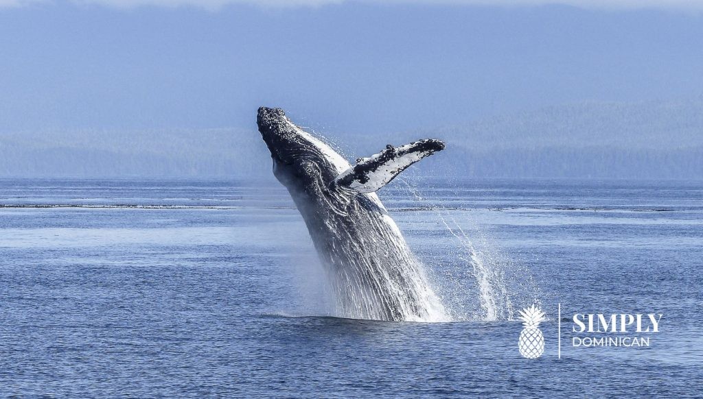 observação de baleias-samana-república-dominicana2