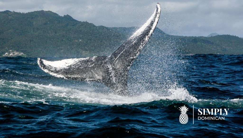 observação de baleias-simply-dominicana